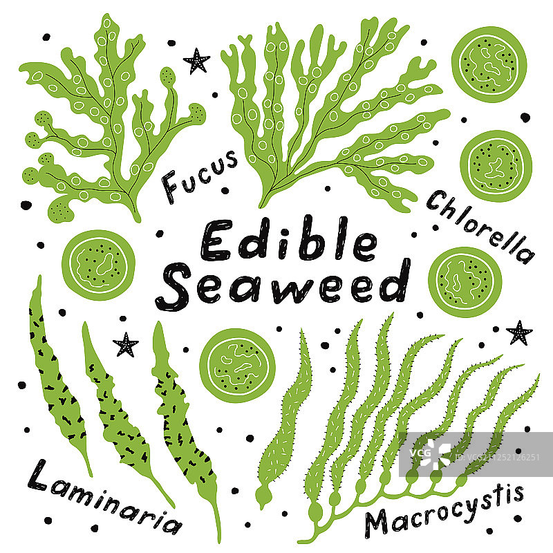 可食用海藻套装图片素材
