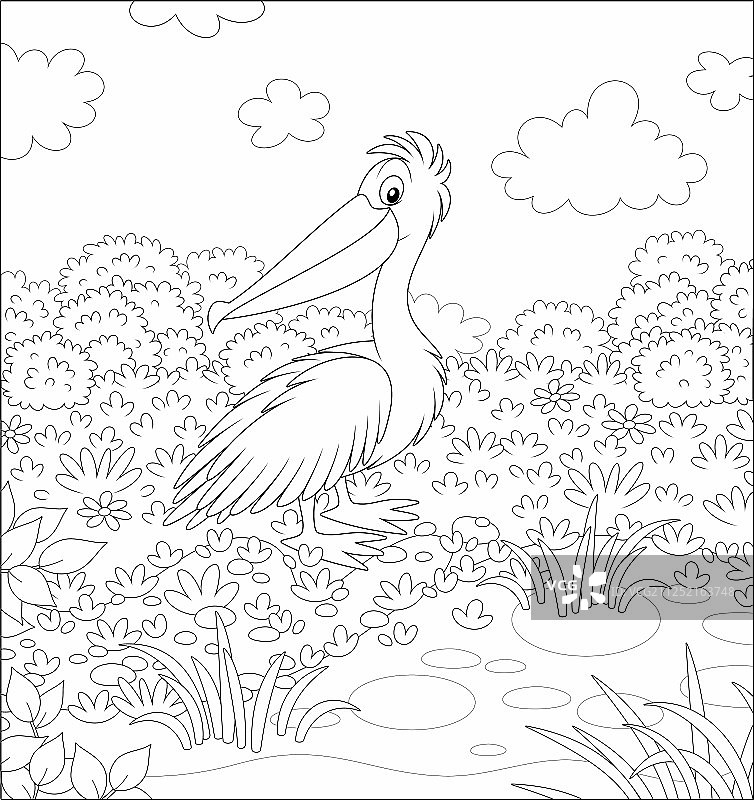 小湖中的鹈鹕图片素材