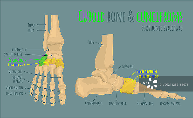 足部骨骼解剖图片素材