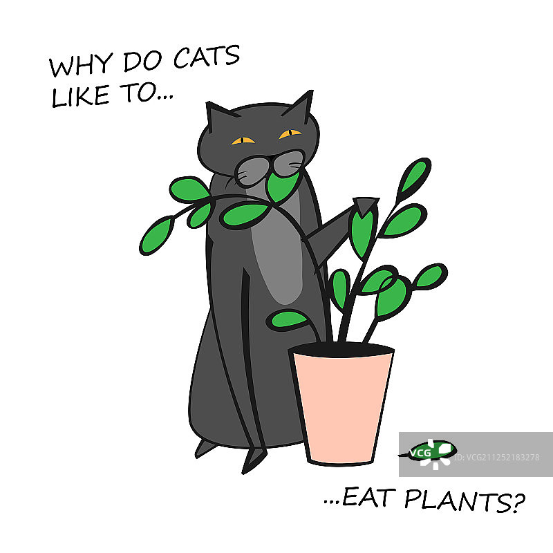 猫咪行为图图片素材