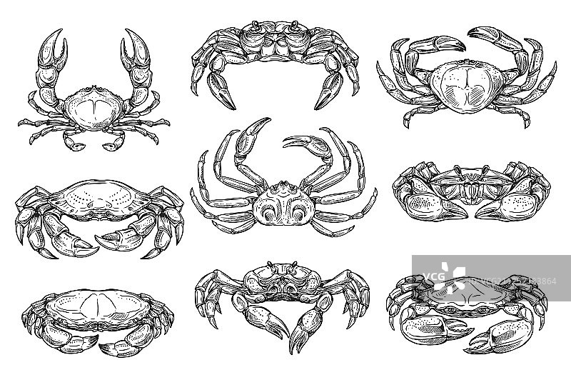 海洋甲壳类螃蟹动物素描图片素材