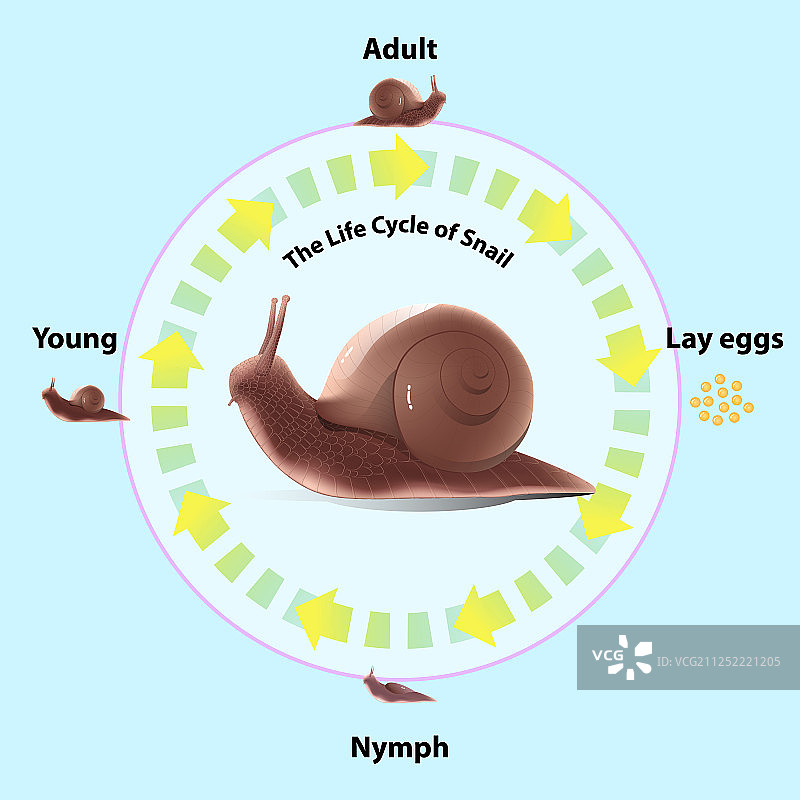 蜗牛的生命周期图片素材