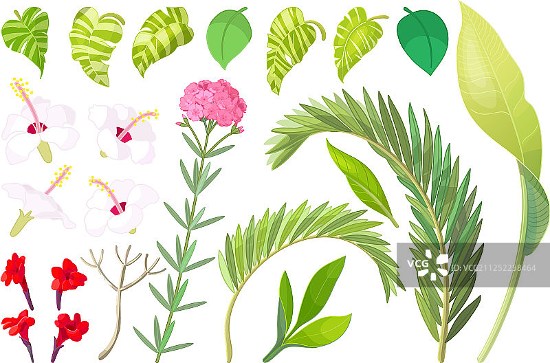 热带植物元素合集图片素材