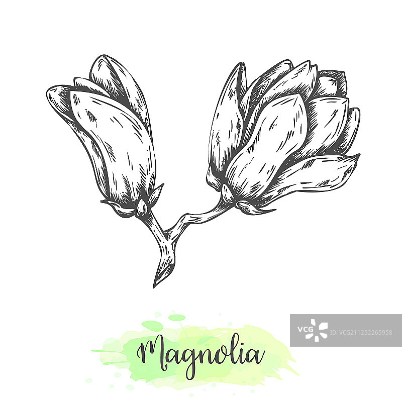 手绘玉兰花素描花卉图片素材