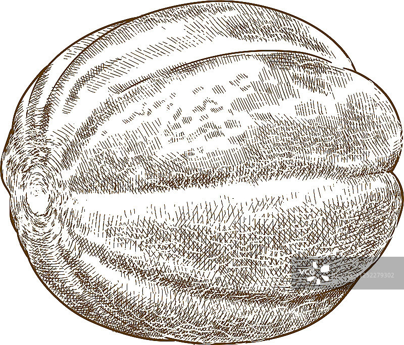 埃塞俄比亚瓜的复古雕刻图片素材