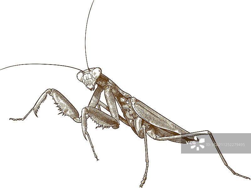 雕刻风格的古董螳螂图片素材
