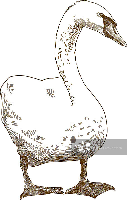 雕刻复古白色天鹅图片素材