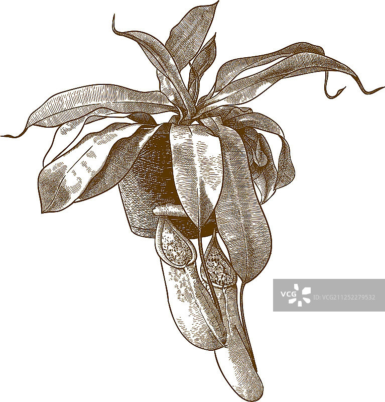 复古雕刻猪笼草插画图片素材
