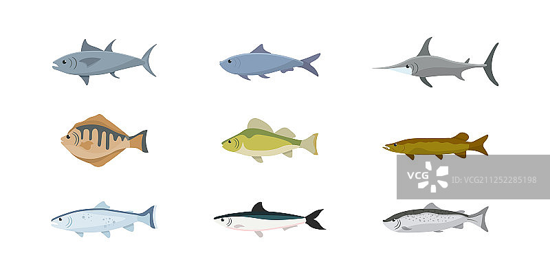扁平鱼类合集图片素材