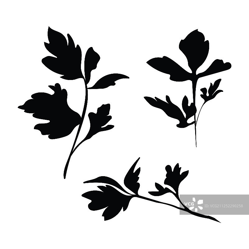 欧芹剪影合集图片素材