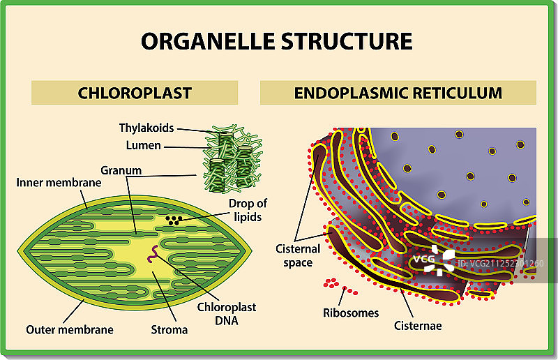 细胞器结构图片素材