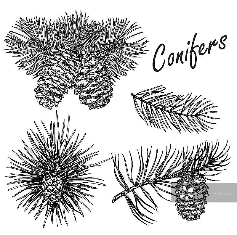 手绘针叶树合集图片素材