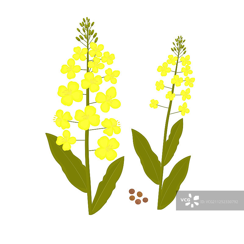 油菜花和油菜籽图片素材