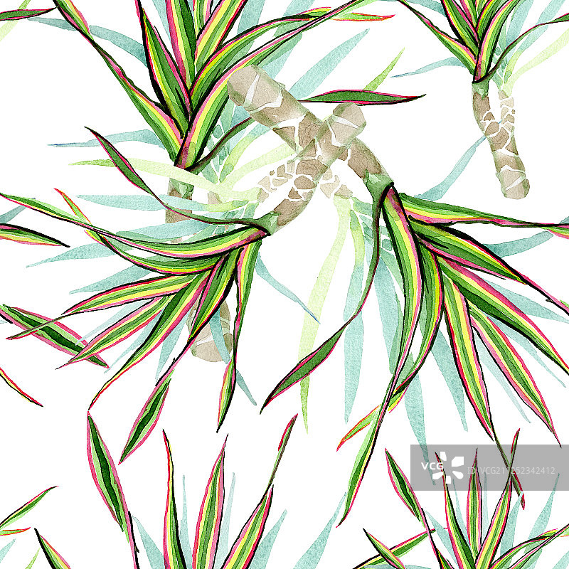 三色龙血树水彩背景图案图片素材