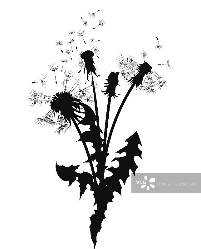 蒲公英和飞散的种子剪影图片素材