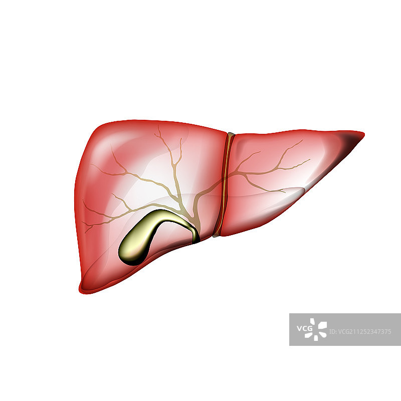 逼真肝脏和胆囊图片素材