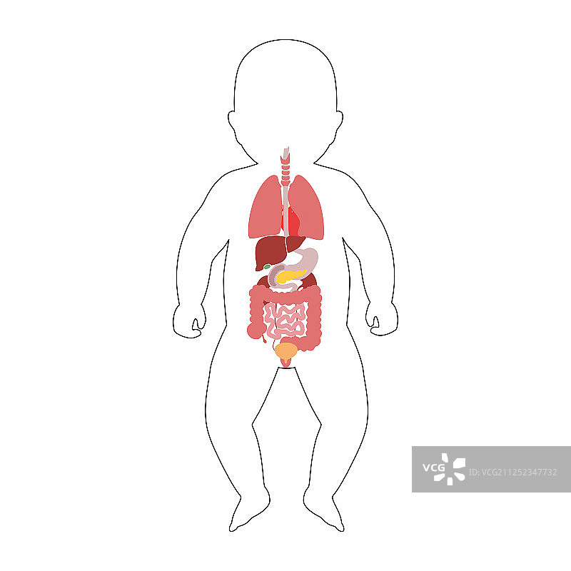 婴儿内脏器官图片素材