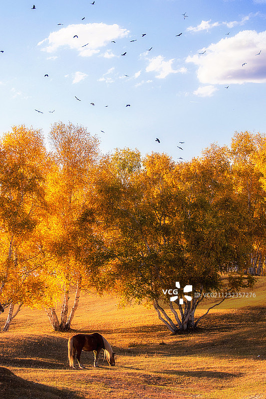 金秋坝上自然风光图片素材