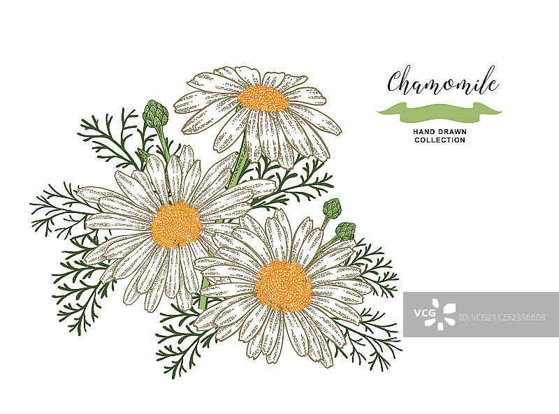 洋甘菊鲜花和树叶花卉组合图片素材