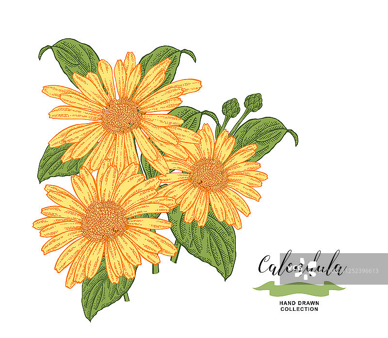 金盏花和叶子的花卉组合图片素材