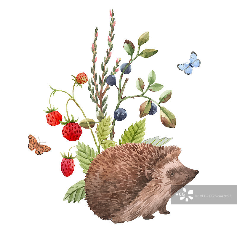 水彩刺猬图片素材