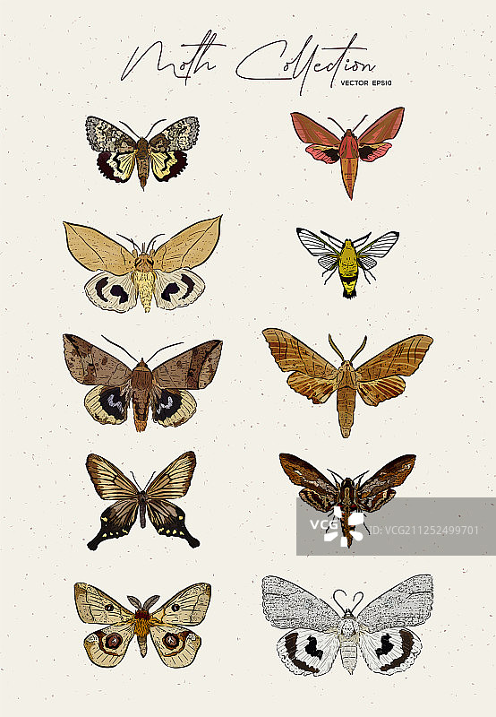 手绘蛾子合集图片素材