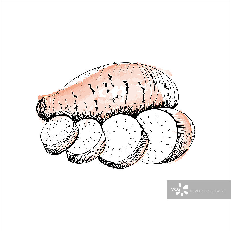 手绘素描风格的红薯图片素材