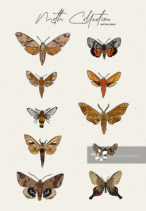 手绘蛾子合集图片素材