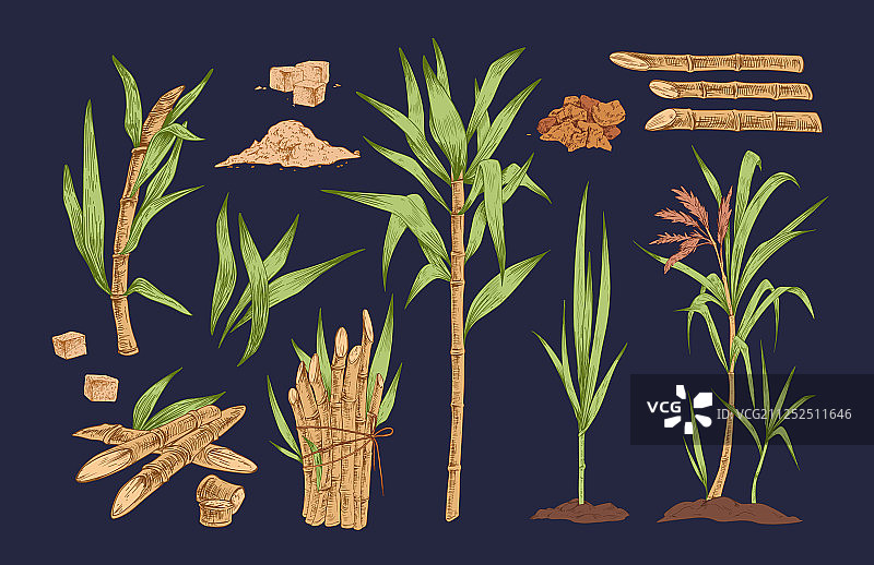 手绘甘蔗枝图案图片素材