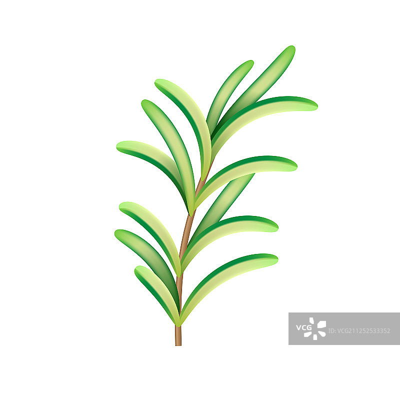 逼真的新鲜迷迭香草药素材图片素材