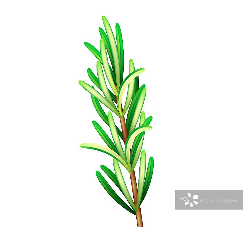 逼真的新鲜迷迭香草药素材图片素材