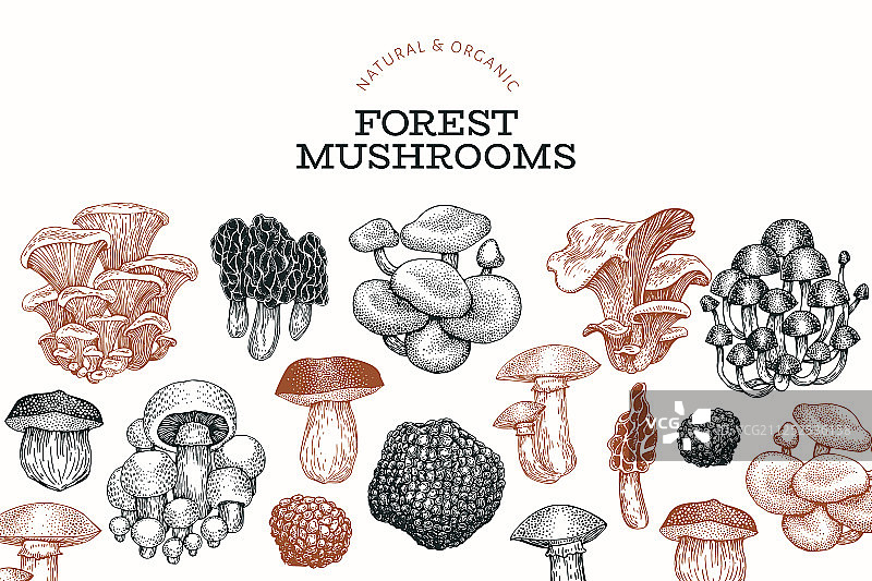 手绘蘑菇设计模板图片素材