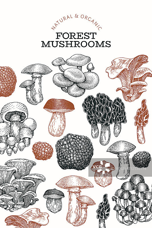 手绘蘑菇设计模板图片素材