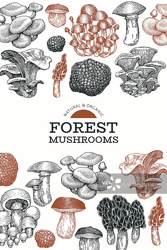 手绘蘑菇设计模板图片素材