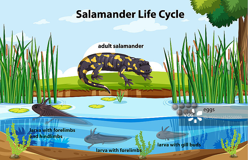 蝾螈生命周期图解图片素材