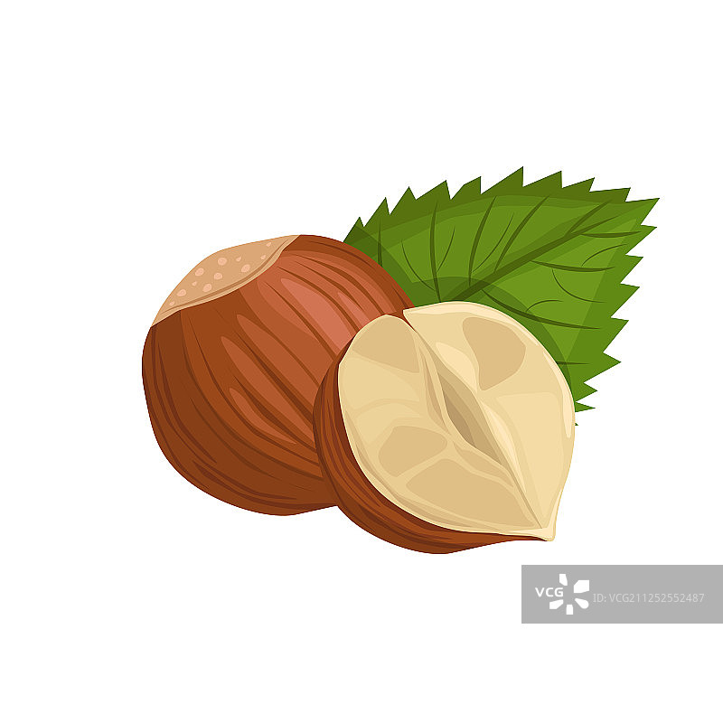 带叶榛子图片素材