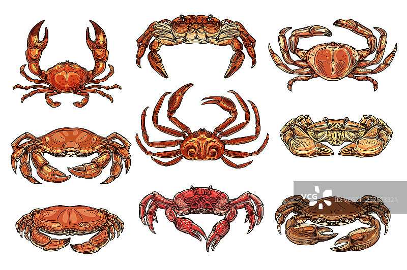 寄居蟹、毛蟹和帝王蟹龙虾图片素材