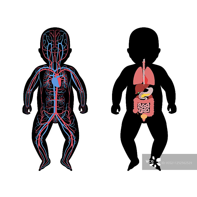 婴儿的内脏器官和循环系统图片素材
