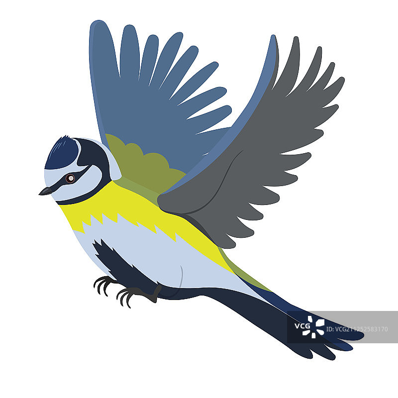 白色背景上的山雀图片素材