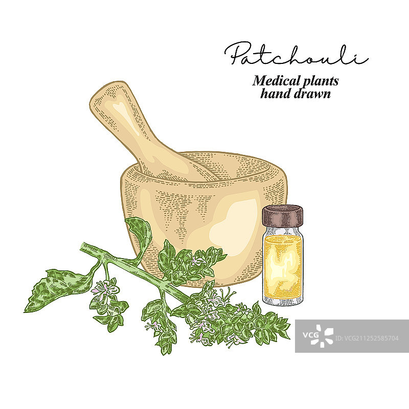 广藿香树枝，隔离在白色背景上图片素材