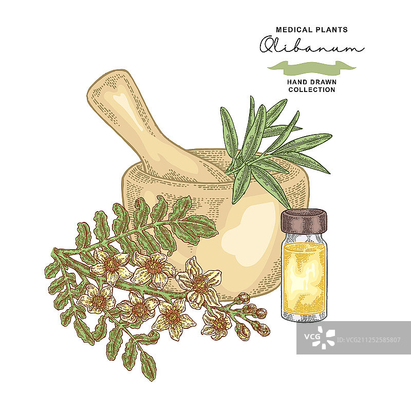 乳香树枝药用植物套装图片素材