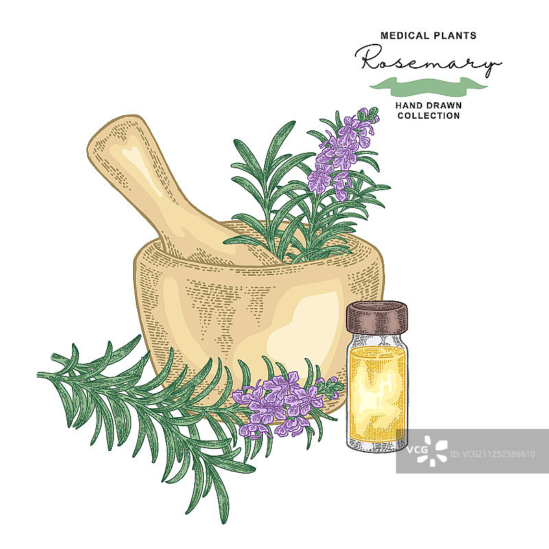 迷迭香花叶药用植物合集图片素材