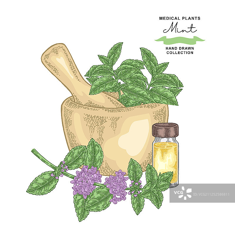薄荷胡椒花叶药用植物套装图片素材