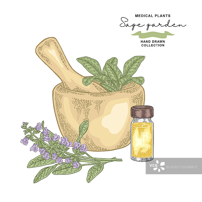 鼠尾草花园枝条精油医疗素材图片素材
