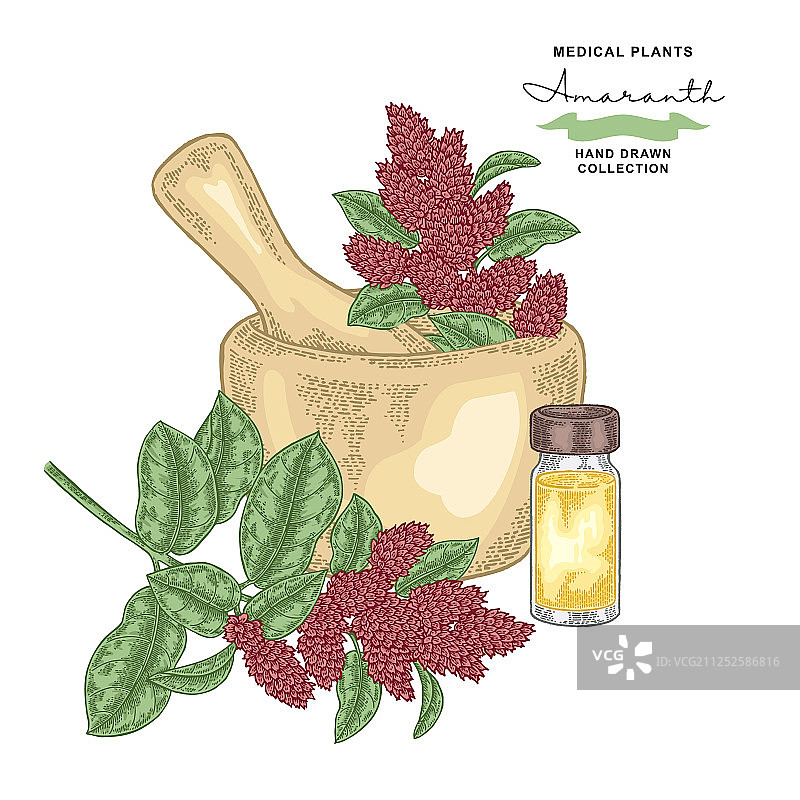 苋菜花叶药用植物套装图片素材