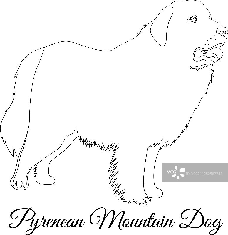 大白熊犬轮廓填色图片素材