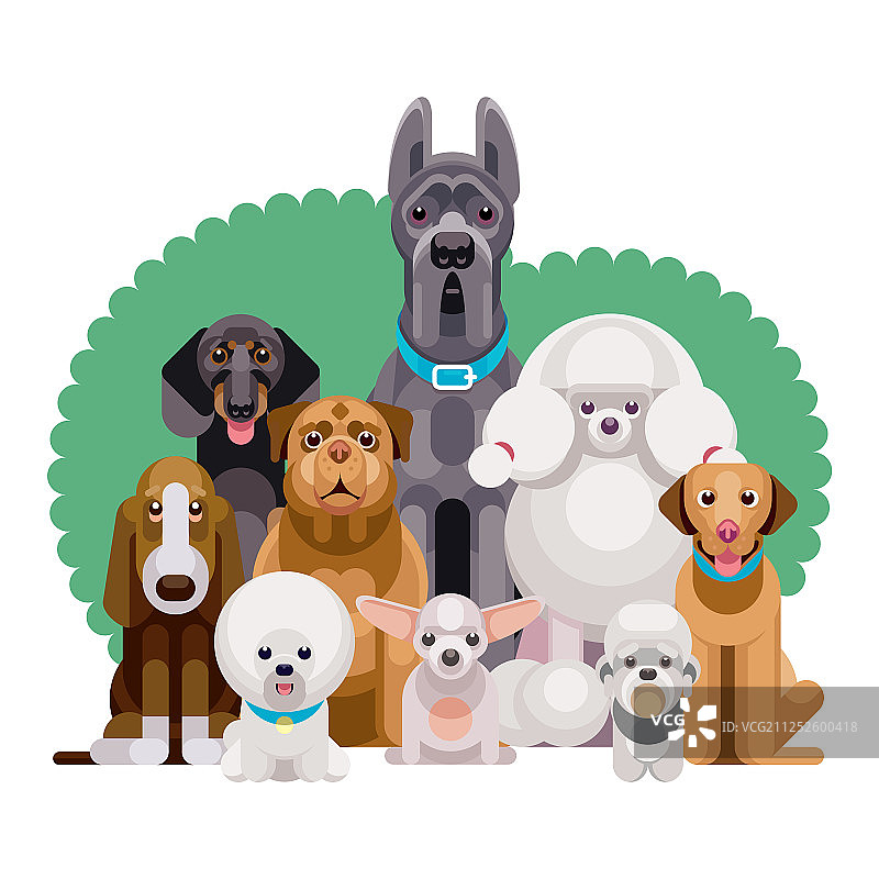 不同品种的狗图片素材