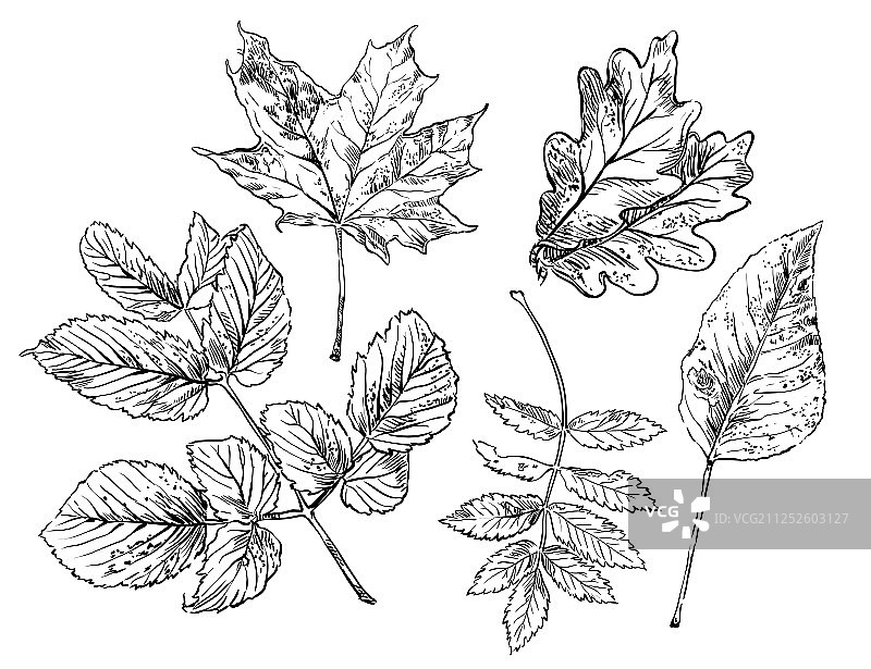 手绘树叶3图片素材
