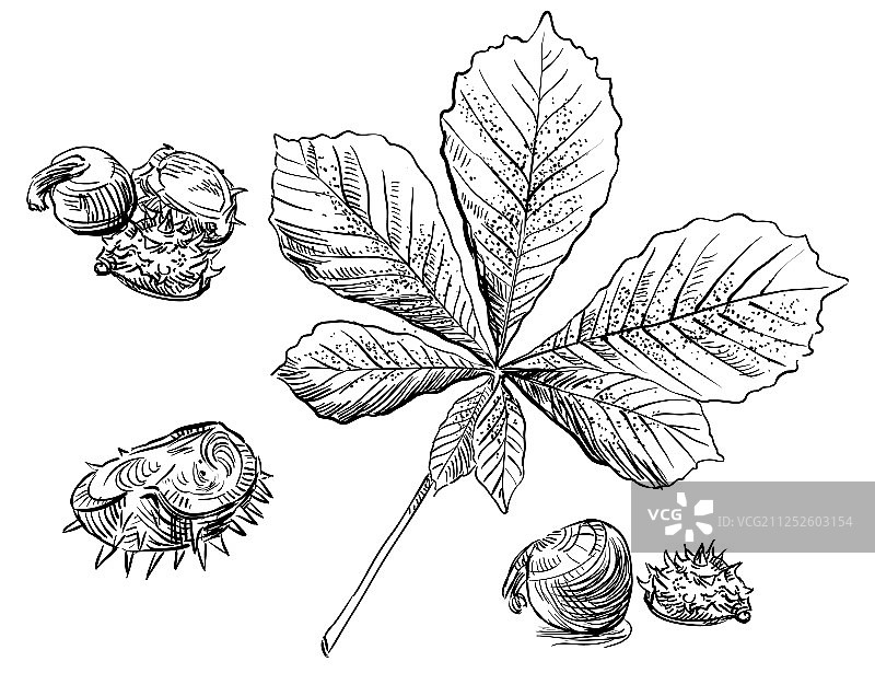 手绘树叶6图片素材