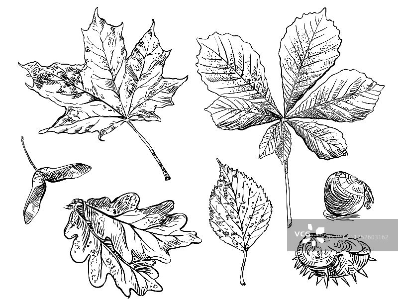 手绘叶子10图片素材